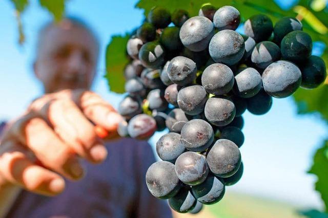 Gault Millau zeichnet badische Weine aus