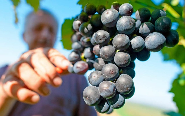 Der Gault Millau hat seine neue Wein- Siegerliste  verffentlicht.  | Foto: dpa