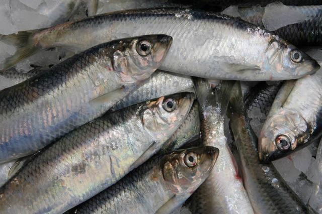 Nach Todesfall erneute Warnung vor Fischkonserven