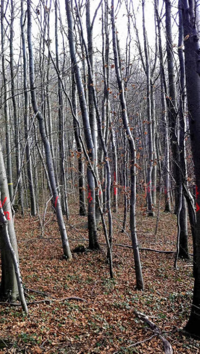 Diesen Jungwaldbestand im Bereich Voge...r Jrgen Bucher durchforsten lassen.    | Foto: Silvia Faller