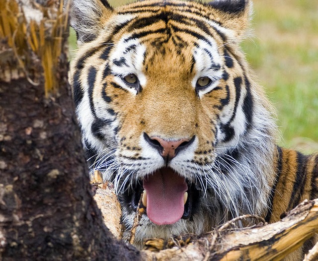 Ein Sibirischer Tiger, aufgenommen im ... Zoos im brandenburgischen Eberswalde   | Foto: DPa