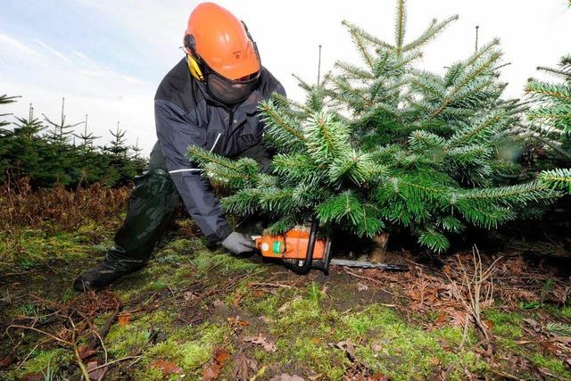 Wie viel Weihnachtsbaum darf sein?