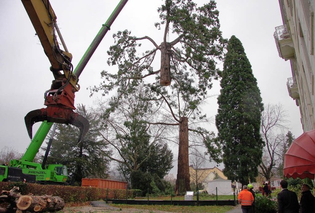Gestern wurde ein Mammutbaum auf dem G...e hochhebt, wiegt  etwa acht Tonnen.    | Foto: Sigrid Umiger