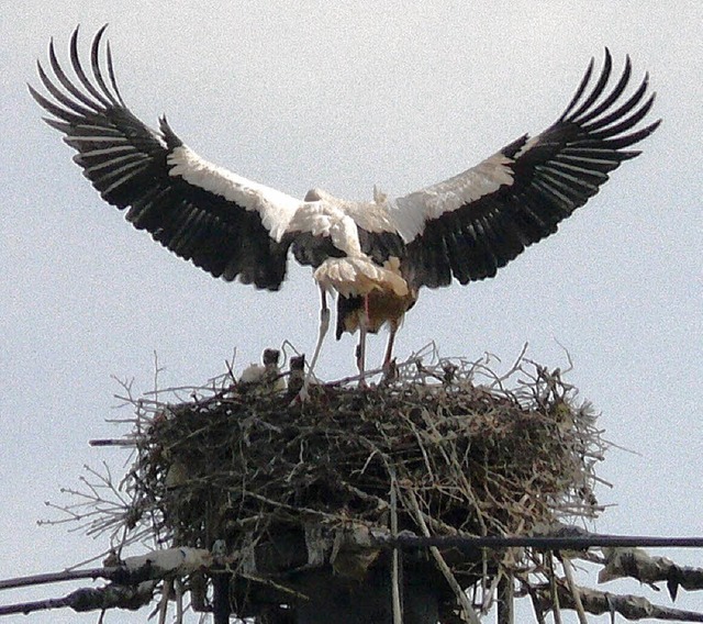 Storchennest Hugsweier  | Foto: Alfred Arbandt