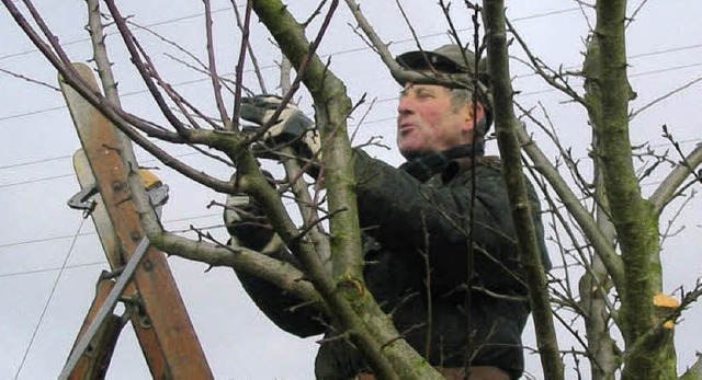 Werner Merkt beim Rckschnitt der Obstbume in Karsau.   | Foto: Jutta Rogge