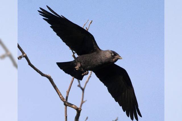 NATURZEIT: Die schwarzen Vögel sind gar nicht so unheimlich