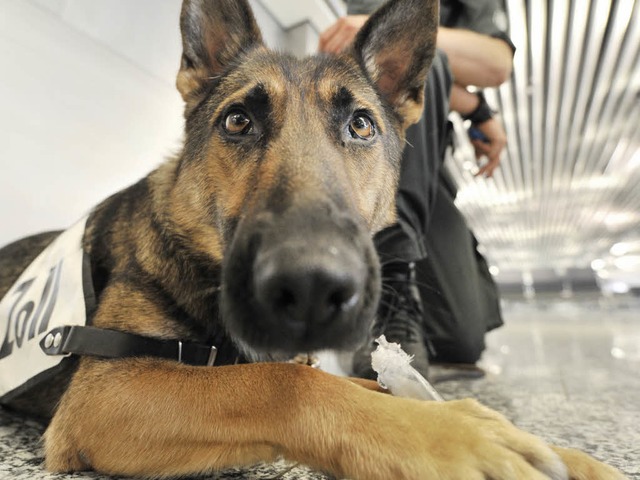 Ein Drogensprhund erschnffelte das Rauschgift im Ersatzrad.  | Foto: dpa