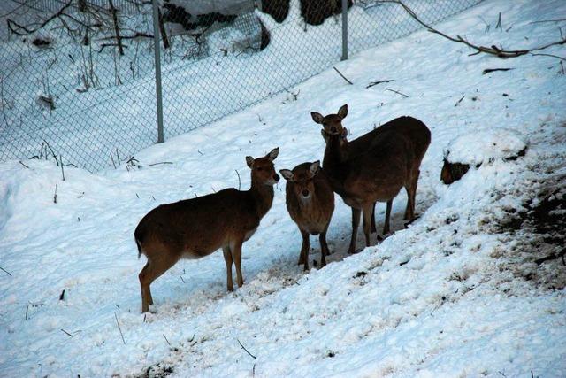 Schwarzwaldzoo wegen Schnee zu