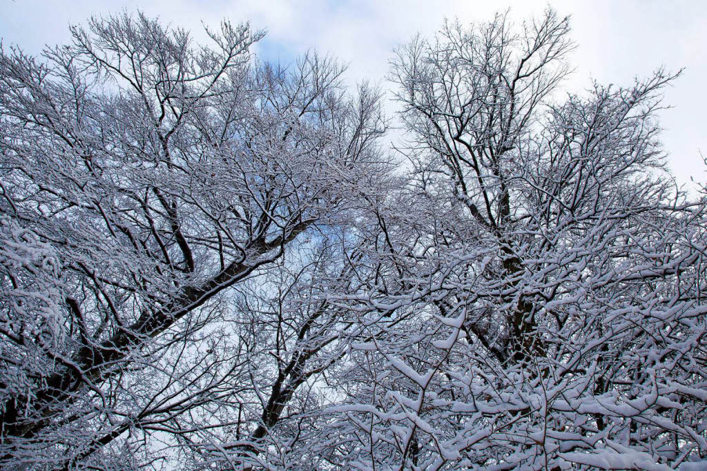 Der erste Schnee in Freiburg