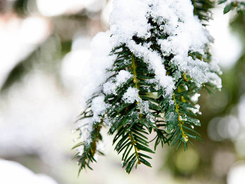 Der erste Schnee in Freiburg