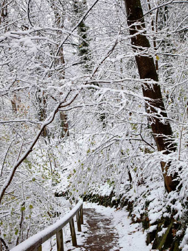 Der erste Schnee in Freiburg