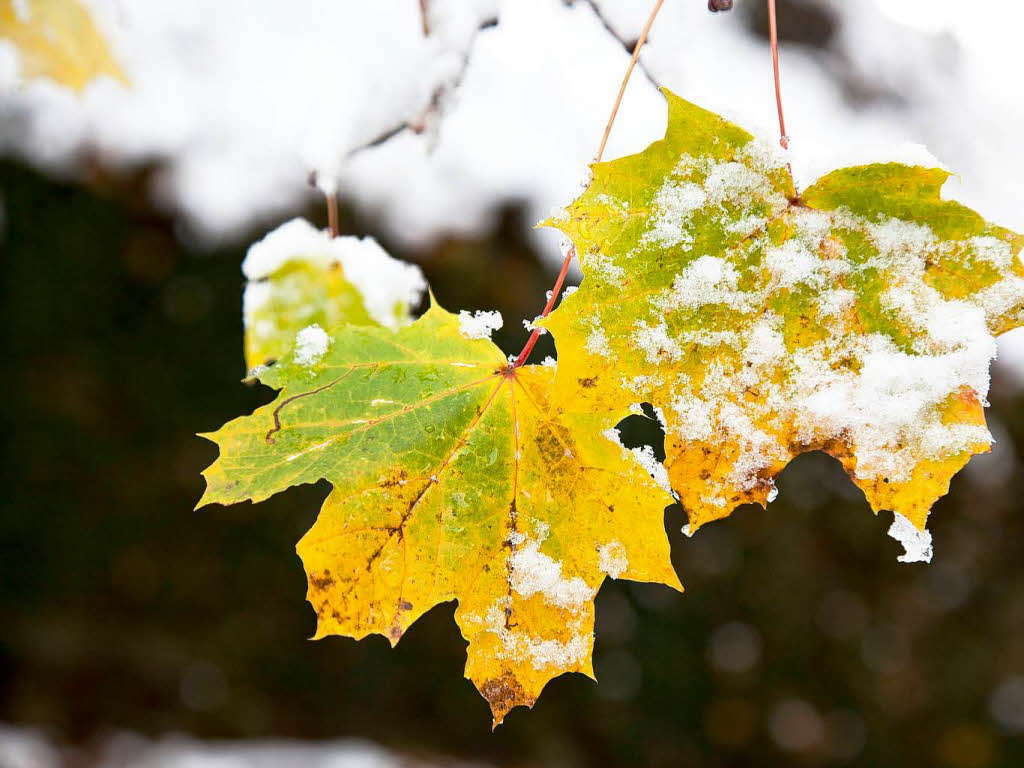 Der erste Schnee in Freiburg