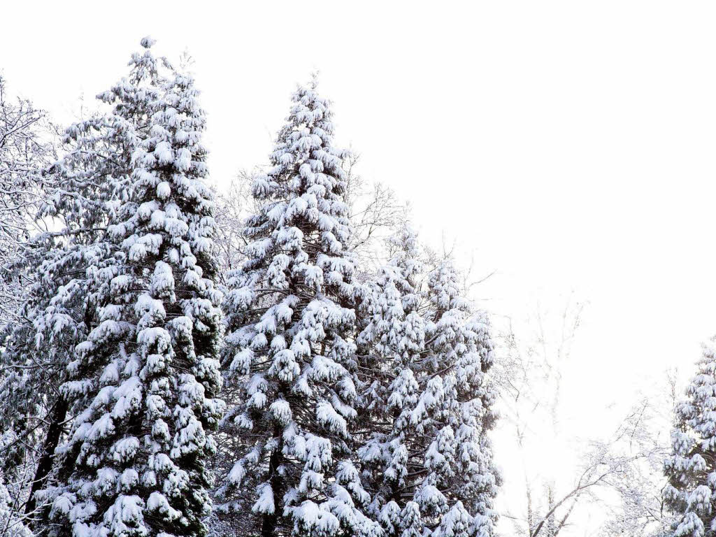 Der erste Schnee in Freiburg