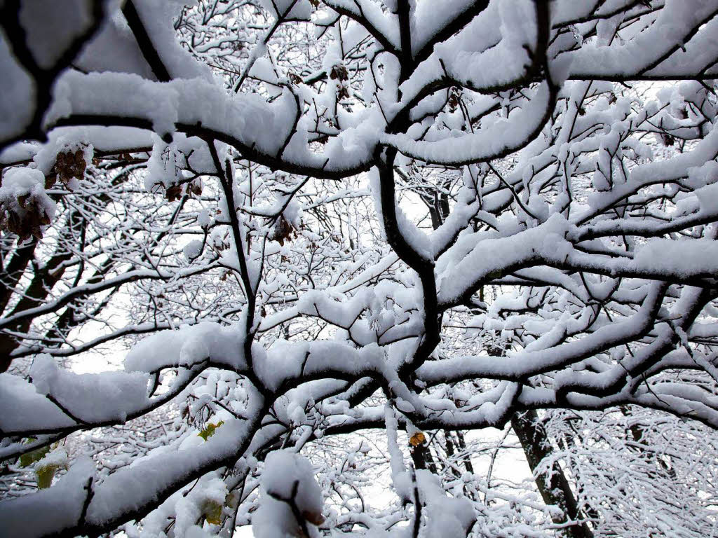 Der erste Schnee in Freiburg