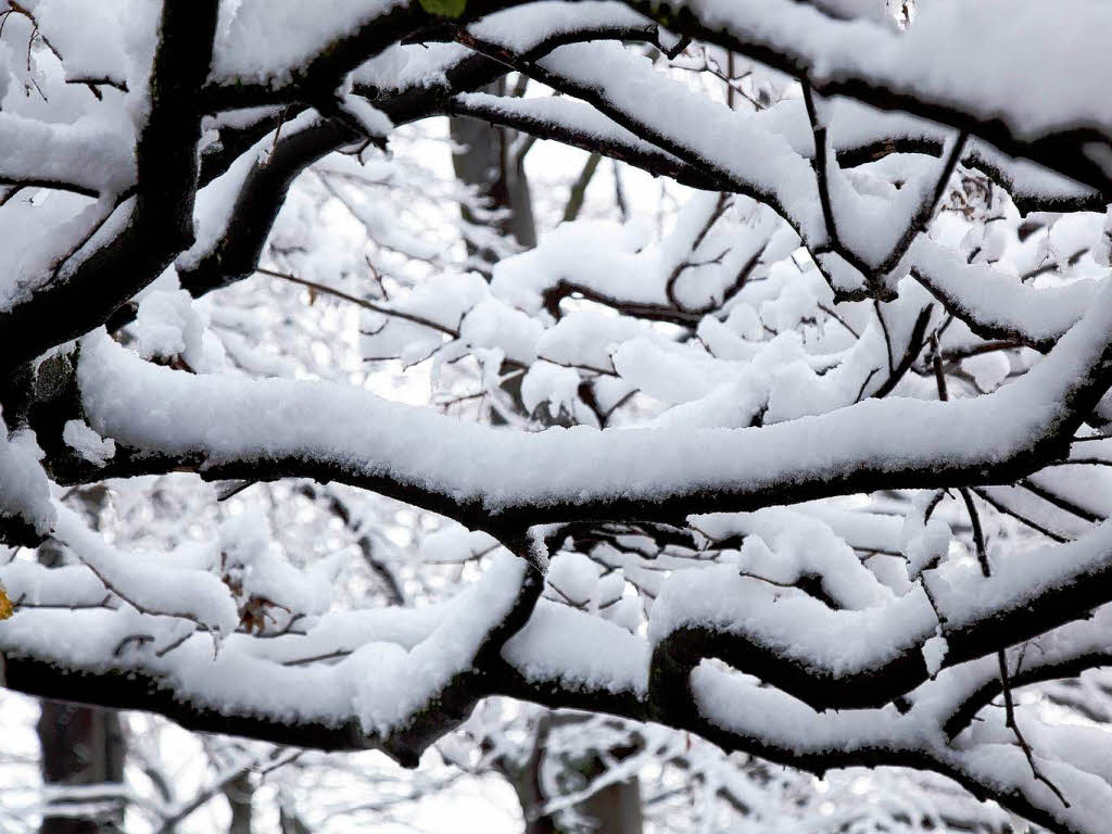 Der erste Schnee in Freiburg