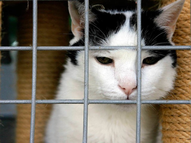 Katze in einem Tierheim | Foto: DPA Katze in einem Tierheim | Foto: DPA