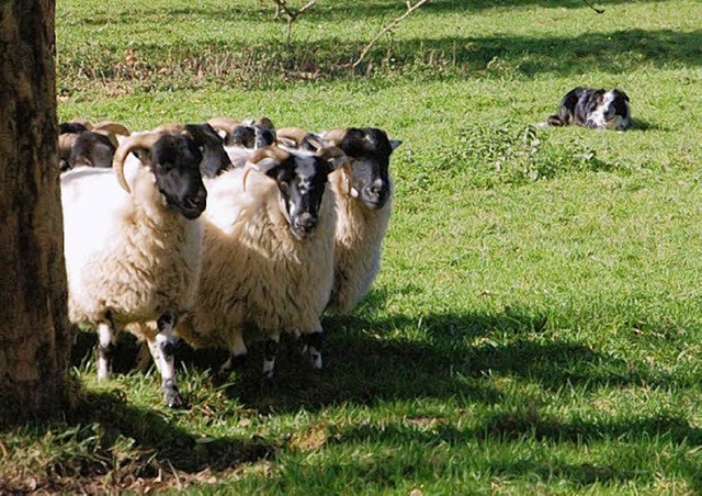 Der Border Collie passt gut auf die Schafe auf.   | Foto: Privat