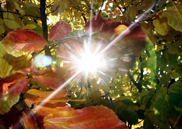 Bunte Herbstbltter   | Foto: dpa