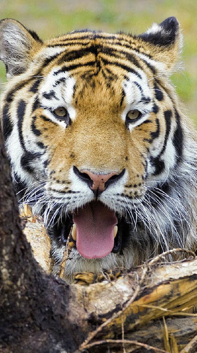 Sie sind die grten Tiger: die Sibirischen Tiger   | Foto: dpa