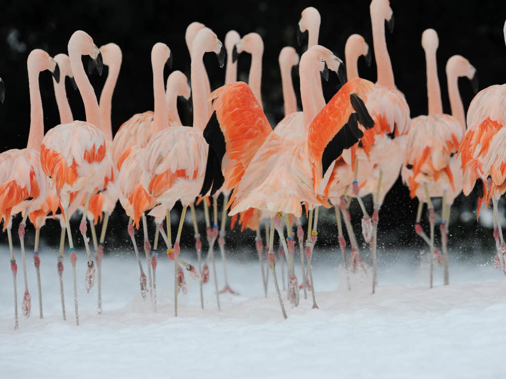 Flamingos machen im Zoo Frankfurt einen Ausflug im Schnee. Flamingos machen im Zoo Frankfurt einen Ausflug im Schnee.