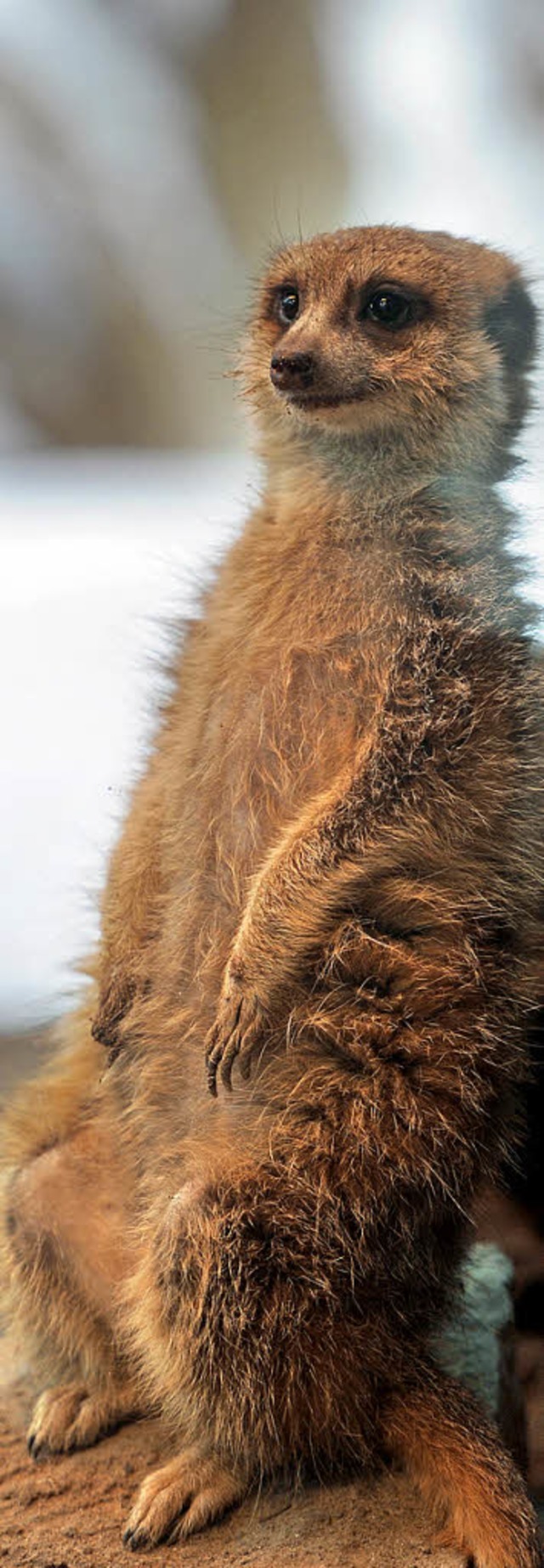 Weil sein Gehege ganz verschneit ist, ...delberger Zoo unter einer Wrmelampe.   | Foto: dpa/AFP