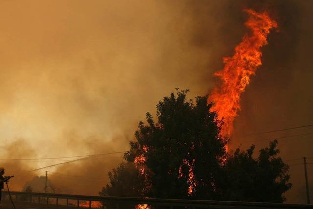 Fotos: Waldbrnde in Israel auer Kontrolle