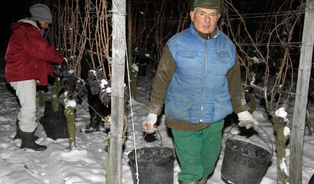 Eisweinlese am Freitagmorgen in der Ki...berger Weinlage &#8222;lberg&#8220;,   | Foto: Roland Vitt