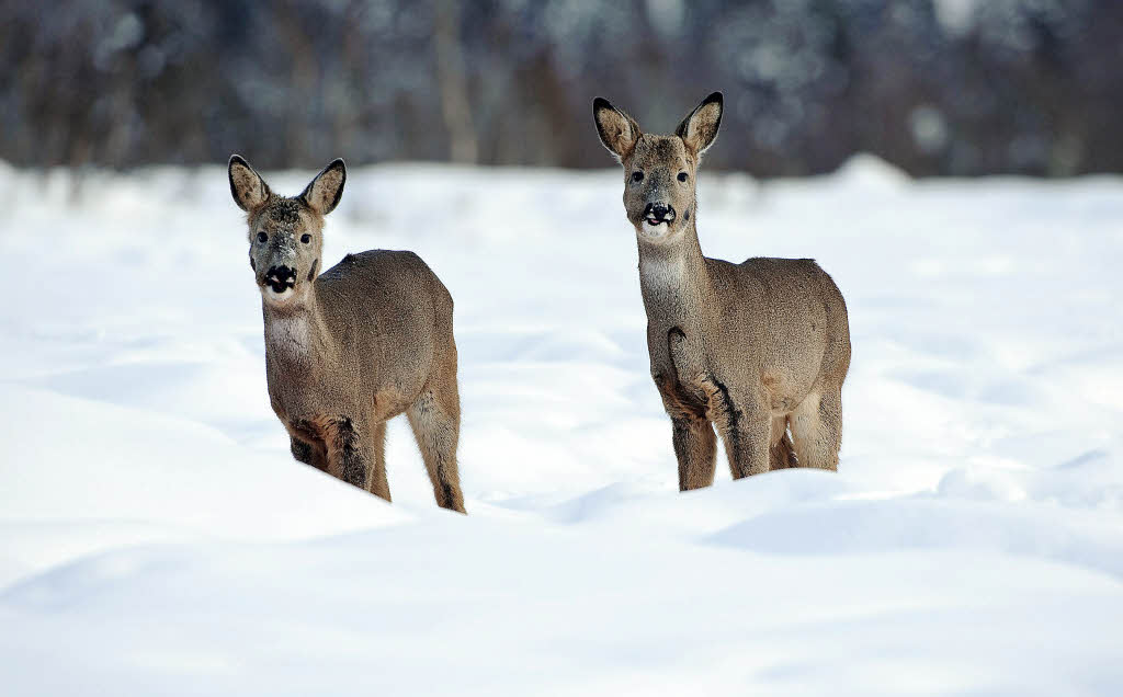 Harte Zeiten für die Wildtiere in den heimischen Wäldern - Kreis