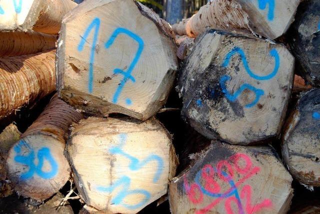 Stammholz bringt den Waldbesitzern satte Gewinne