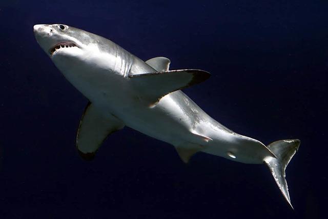 Hai-Opfer stammt aus der Bodensee-Region