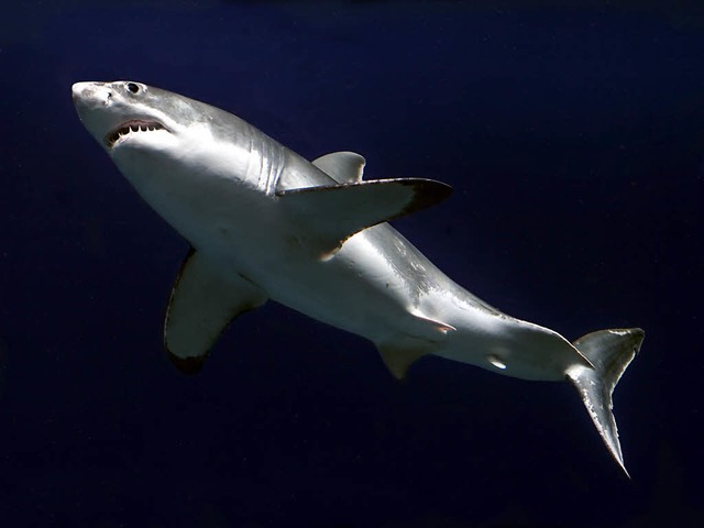 Ein Weier Hai (Archivbild) hat eine b...rg Scharm al-Scheich tdlich verletzt.  | Foto: A9999 Monterey Bay Aquarium Foundation