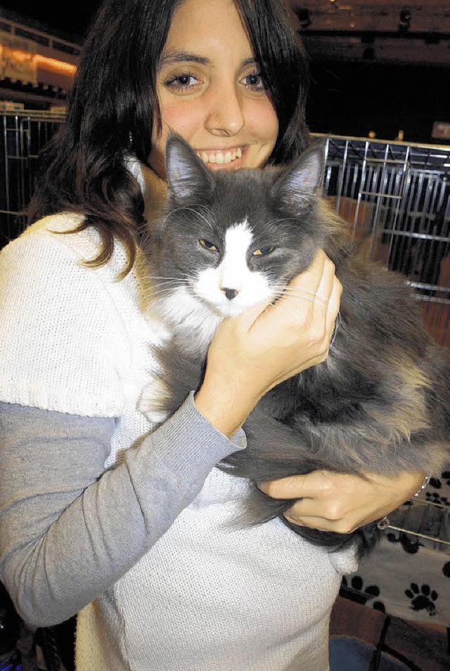 Diese norwegische Waldkatze lsst sich...igen  Wochenende in den Donauhallen.    | Foto: Dorer