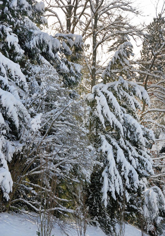 Winterholz ist zwar gefragtes Holz, do...l Schnee kann man keine Bume fllen.   | Foto: Sigrid Umiger