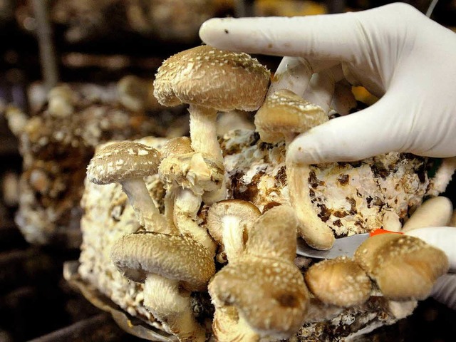 Shiitake-Pilze sind in der asiatischen...e in China oft Bleichmittel enthalten.  | Foto: usage worldwide, Verwendung weltweit
