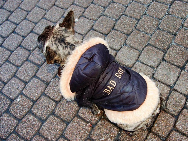 Manch einer wr es gerne, aber eine wilde Jacke macht noch keinen Kampfhund.  | Foto: sigrid umiger