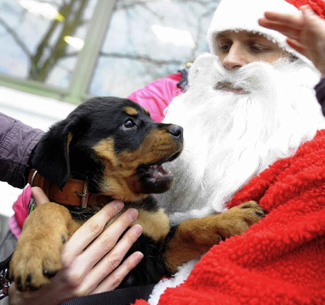 Ein Weihnachtsmann fr Tiere. Auch Gis...n &#8211; und Menschen &#8211; helfen.  | Foto: DPA