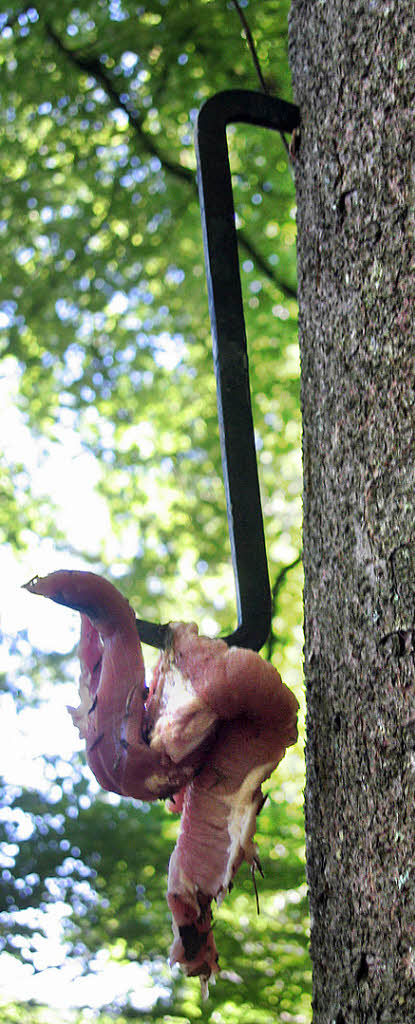 Wie die Bauern auf Wolfsjagd gingen - Schopfheim - Badische Zeitung