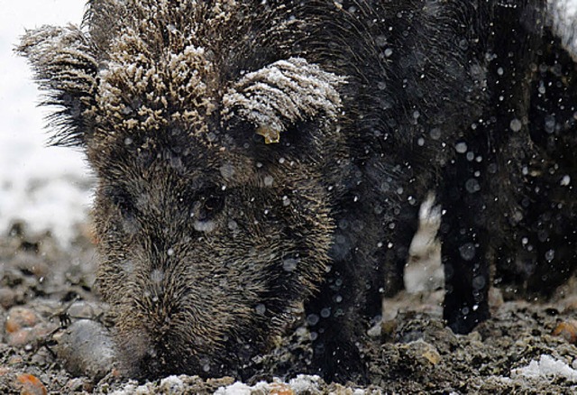 Wildschwein im Schnee  | Foto: dpa