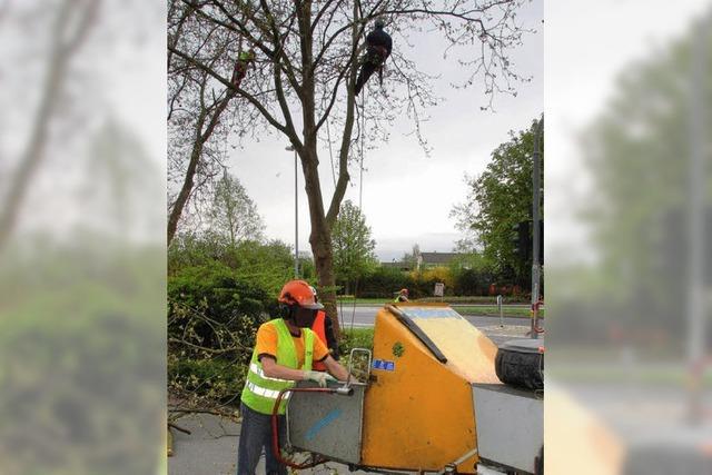 Falscher Baum, falscher Ort