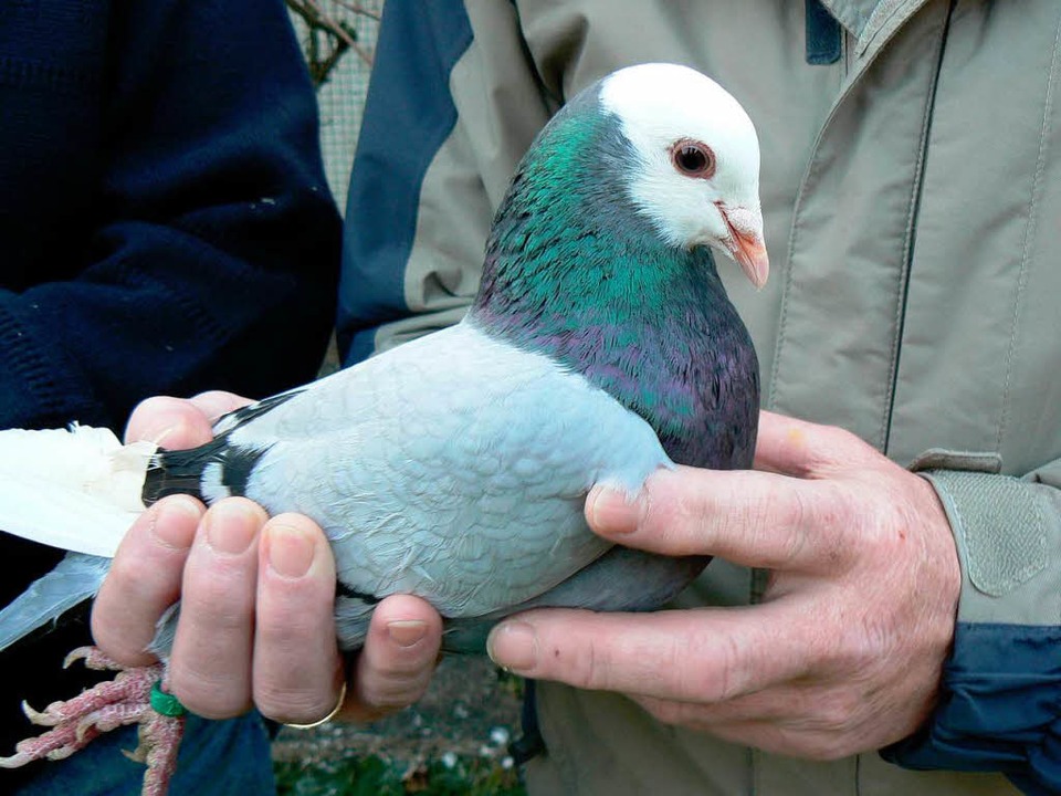 So sehen sie aus: Eine blau gemnchte ...Jahr 2007. Jetzt wurden sie gestohlen.  | Foto: Lisa Geiger
