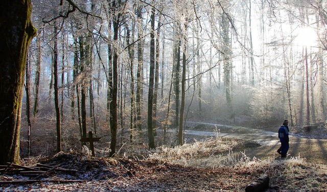 Fast 10000 Festmeter Holz sollen 2011 im Gemeindewald geerntet werden.  | Foto: Jutta Binner-Schwarz