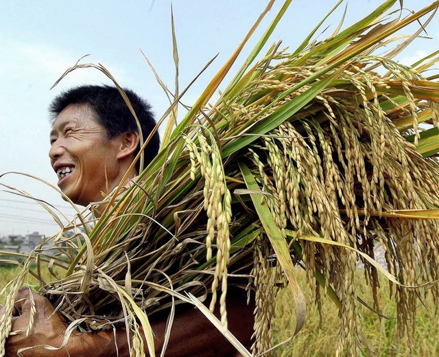 Er produziert noch konventionell: Reisbauer in China   | Foto: dpa/bz