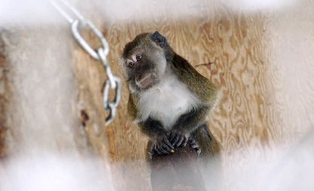 Ein tristes Dasein fristen die Affen i...ie werden wohl schon bald umgesiedelt.  | Foto: Charlotte Janz