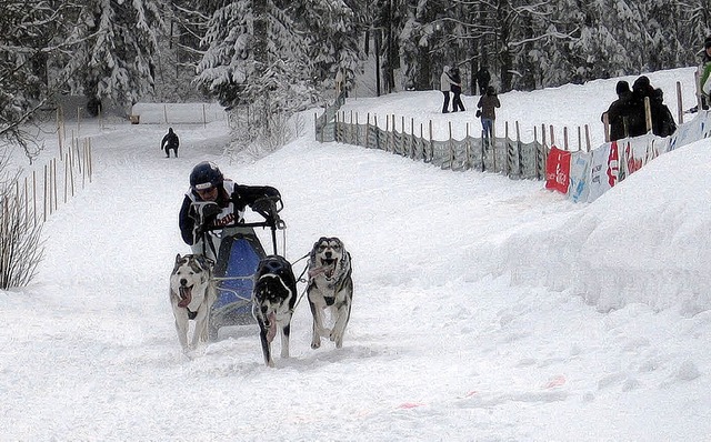 Viel Schnee, fast zu viel: Nach zweij...0 wieder  Schlittenhunderennen statt.   | Foto: Stefan Sahli