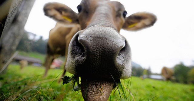 Zum Zungeschnalzen &#8211; sattes Grn und ein Stall aus Eichenholz  | Foto: DPA