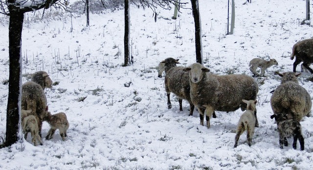   | Foto: Reiner Merz