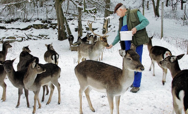 Ferdinand, der Chef  im Damhirsch-Gehe...sst Konrad Leirer gerne aus der Hand.   | Foto: Umiger