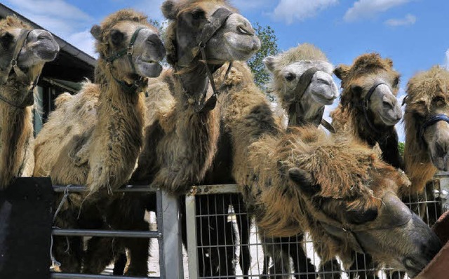 Die Kamele gehren zu den Attraktionen des Mundenhofs.  | Foto: Michael Bamberger