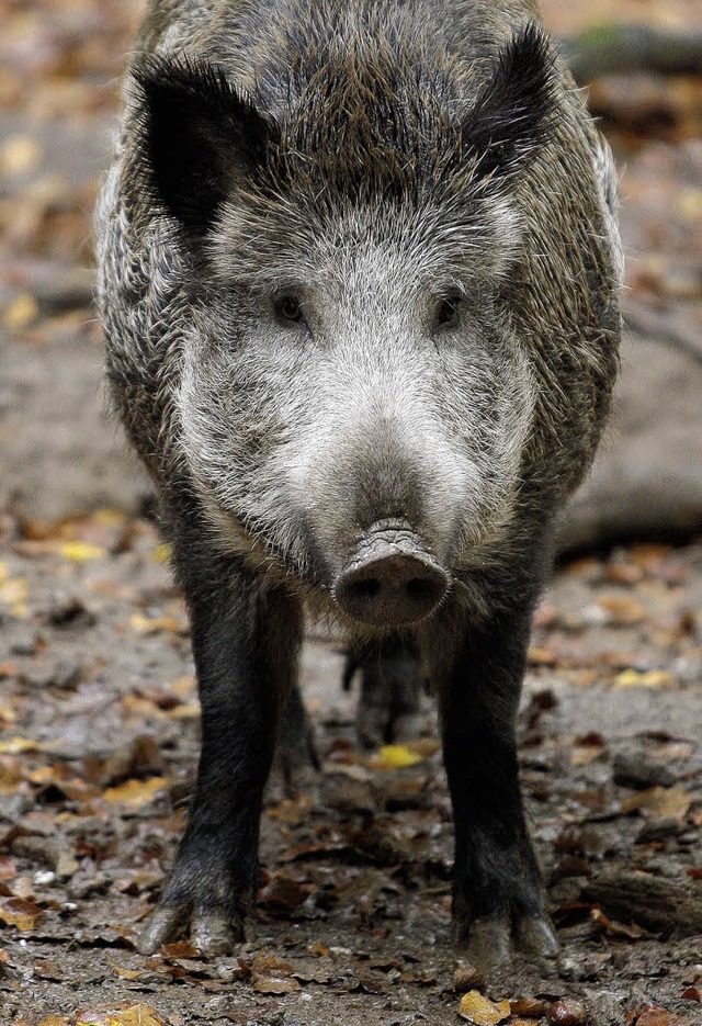 Whlt gern und vermehrt sich: das Wildschwein  | Foto: dpa