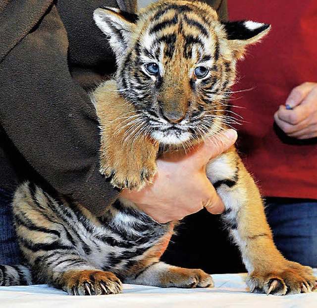 Baby Ranga muss tglich Krankengymnastik machen.   | Foto: dpa